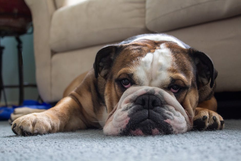 A close-up of a resting bulldog lying on a light grey carpet in a living room. The dog has a wrinkled face with white and brown fur, and appears relaxed with its head resting on the floor, front paws 